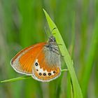 Alpen-Wiesenvögelchen (Coenonympha gardetta) - Le Satyrion.