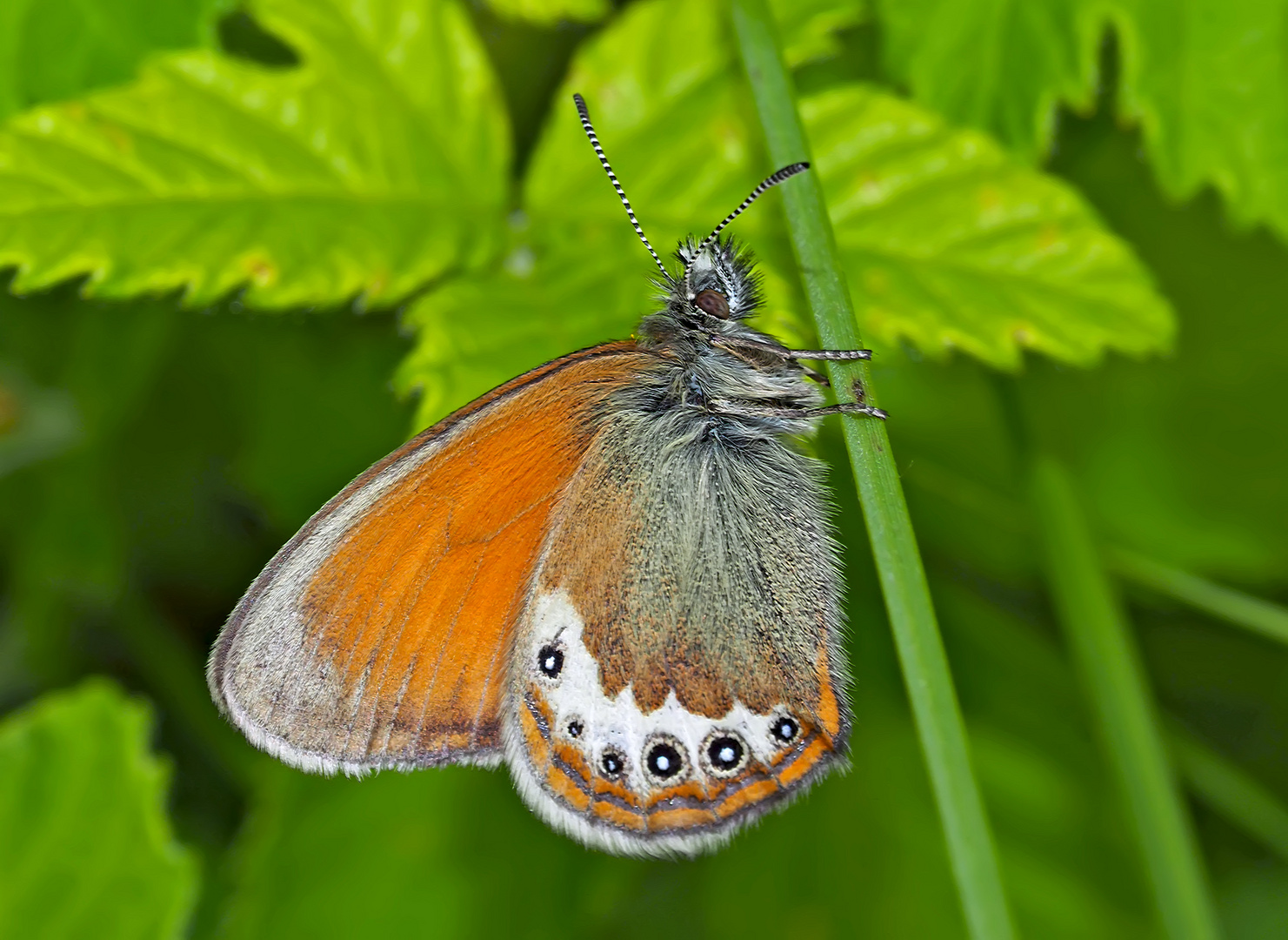 Alpen-Wiesenvögelchen (Coenonympha gardetta) - Le Satyrion.