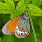 Alpen-Wiesenvögelchen (Coenonympha gardetta) - Le Satyrion.