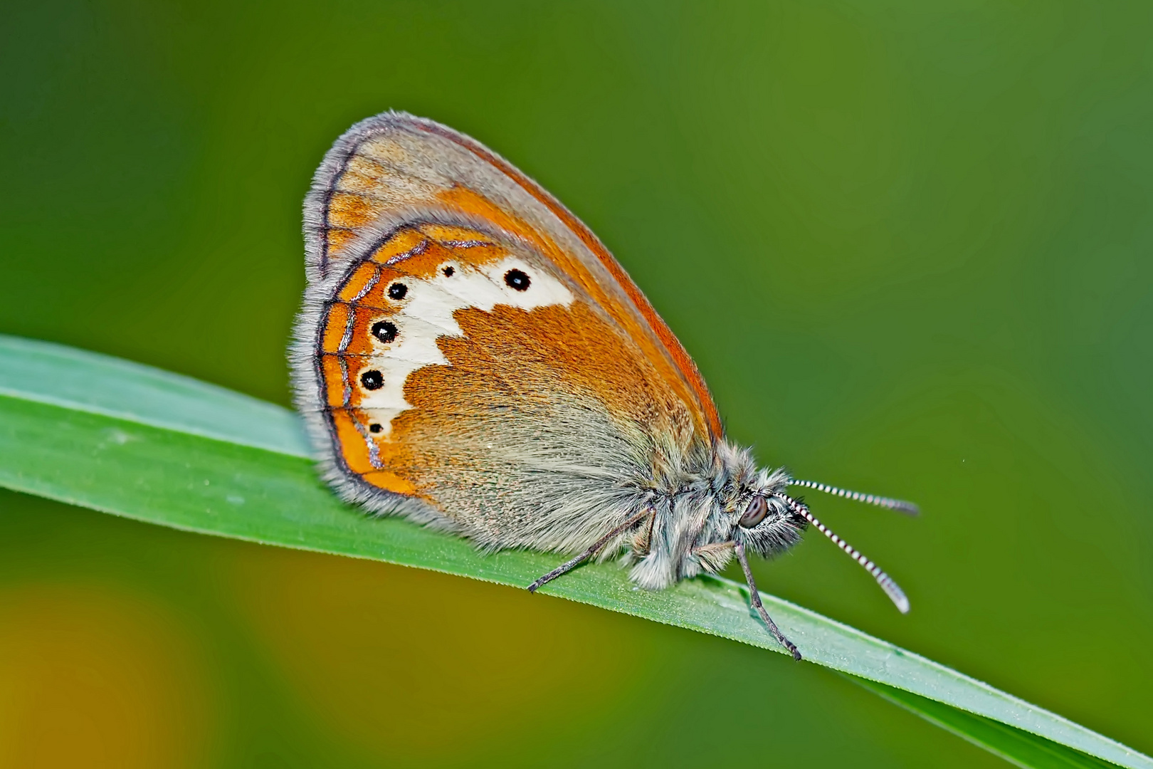 Alpen-Wiesenvögelchen (Coenonympha gardetta) - Le Satyrion.