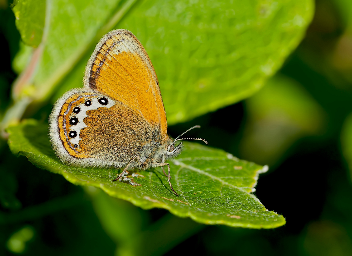 Alpen-Wiesenvögelchen (Coenonympha gardetta) - Le Satyrion.