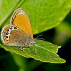 Alpen-Wiesenvögelchen (Coenonympha gardetta) - Le Satyrion.