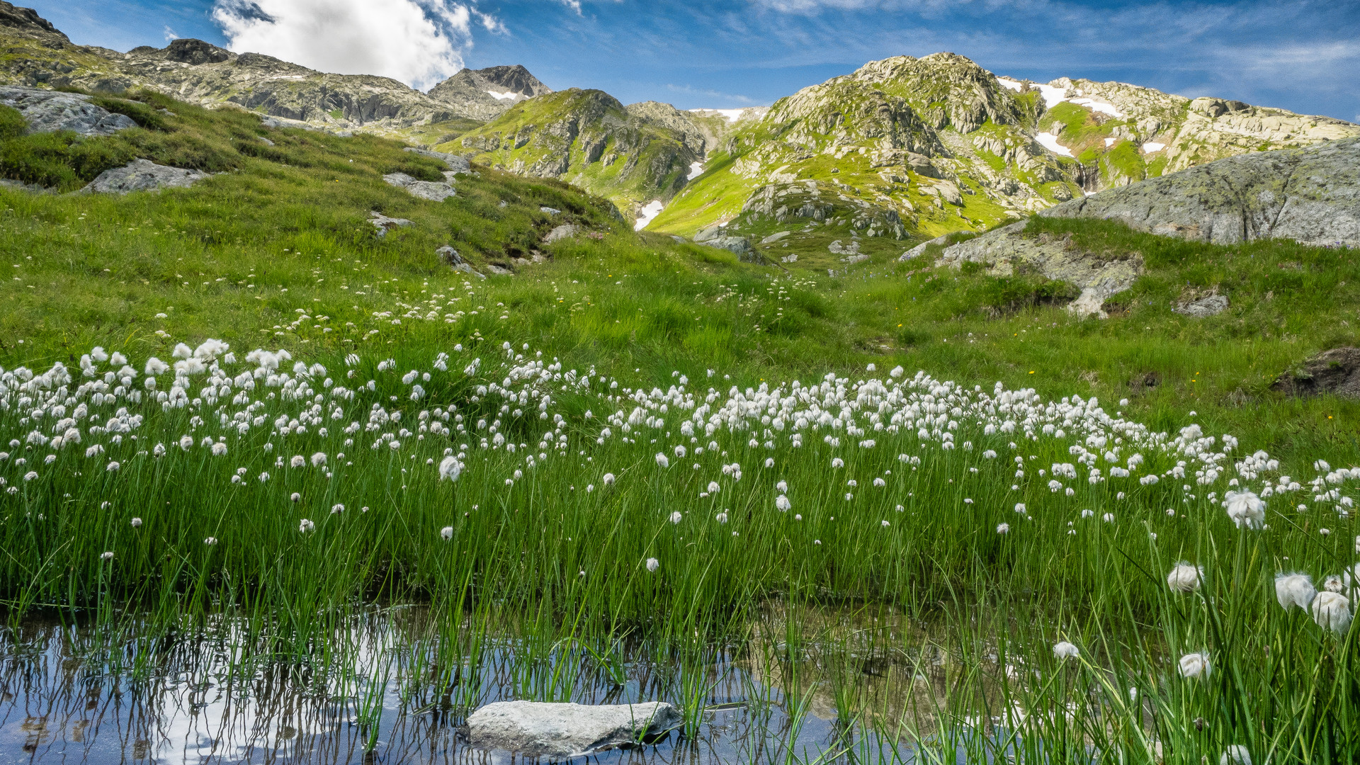 Alpen-Wollgras 