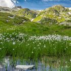 Alpen-Wollgras 