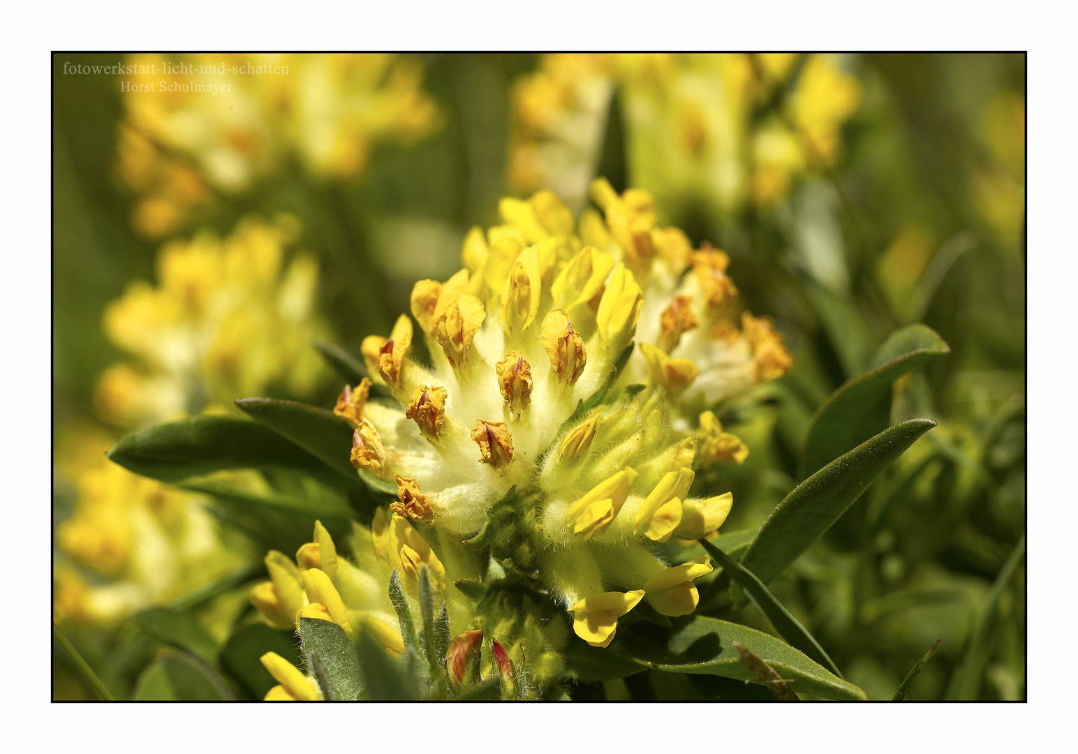 Alpen-Wundklee - Anthyllis vulneraria alpicola