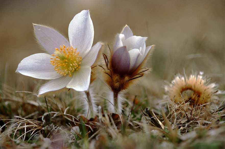 ALPENANEMONE