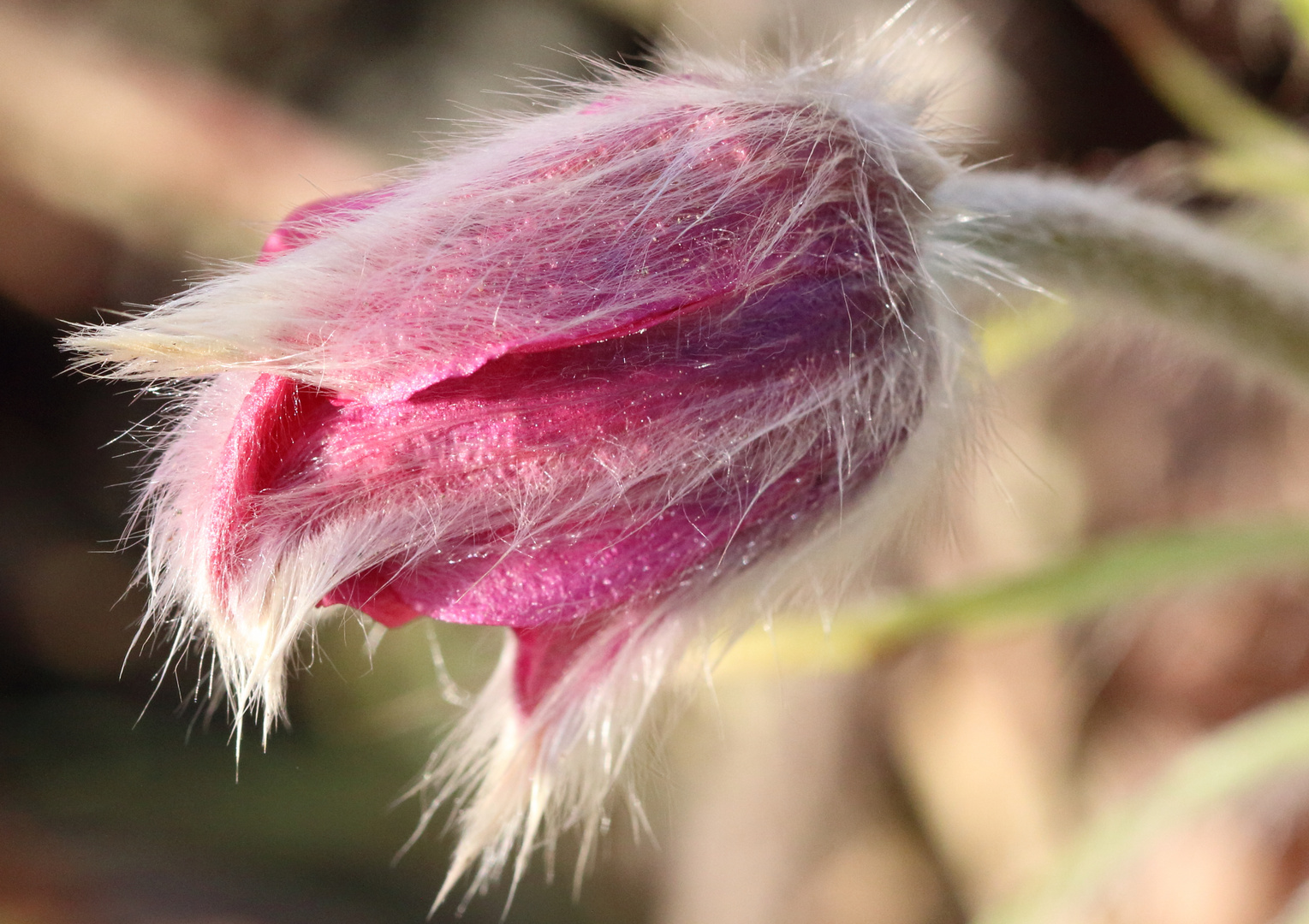 alpenanemone