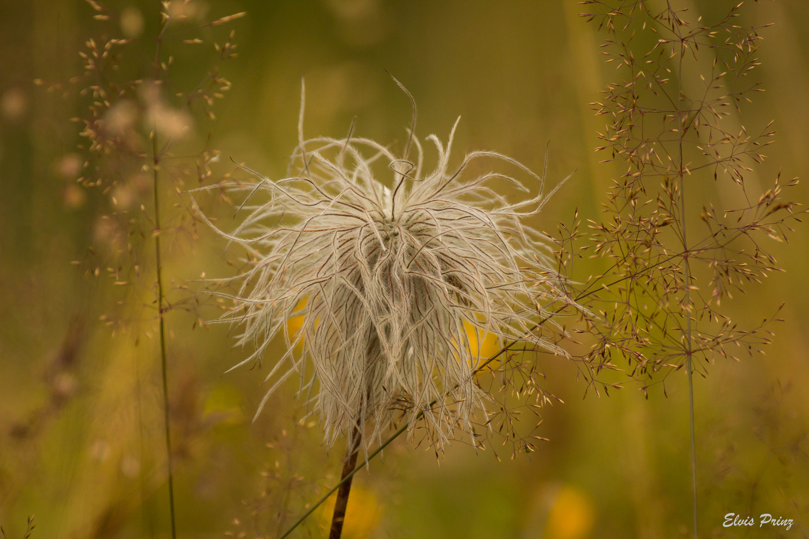 Alpenanemone