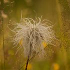 Alpenanemone