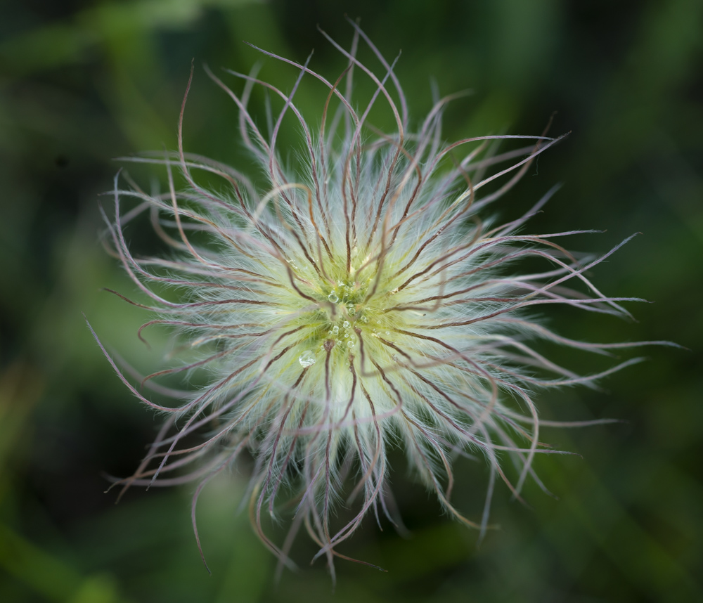 Alpenanemone