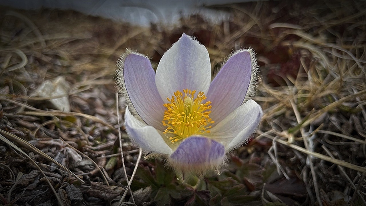 Alpenanemone