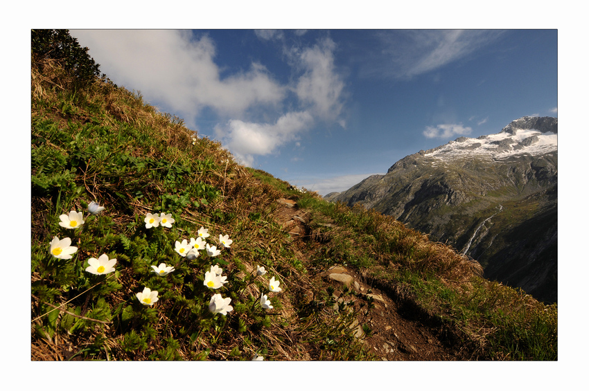 Alpenanemone