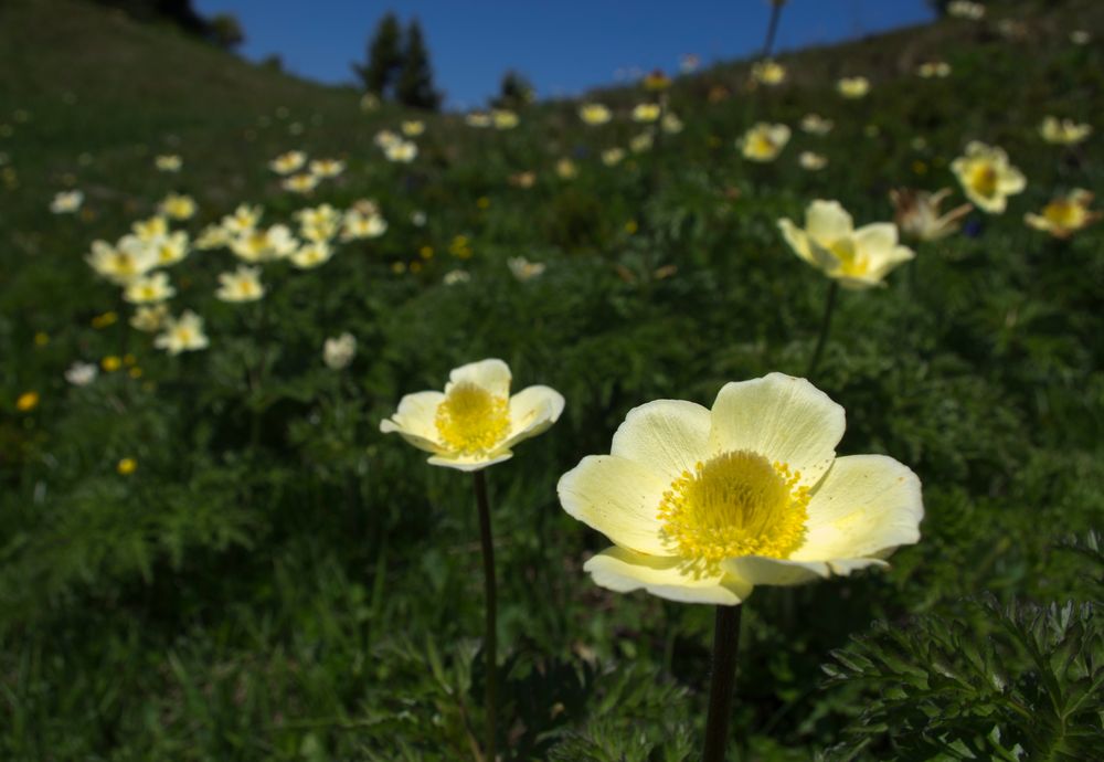 Alpenanemone