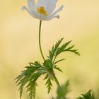 Alpenanemone (Alpen-Kuhschelle)