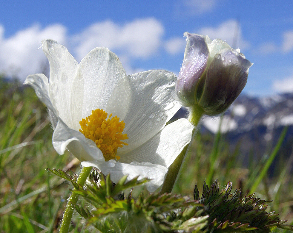 Alpenanemone