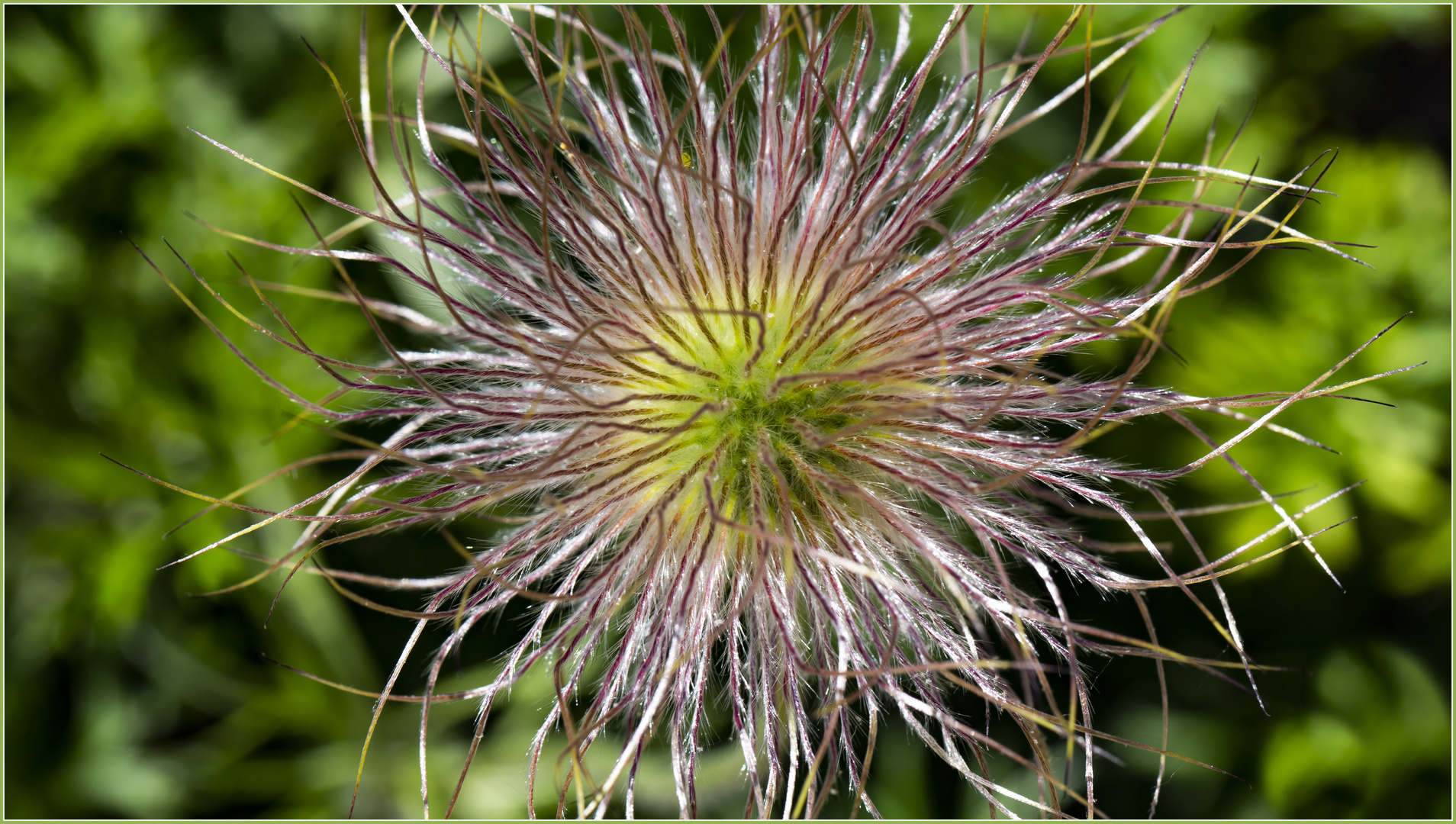 Alpenanemone