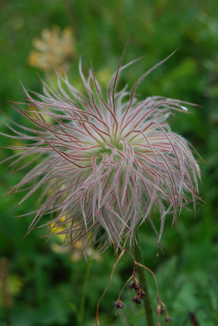 Alpenanemone