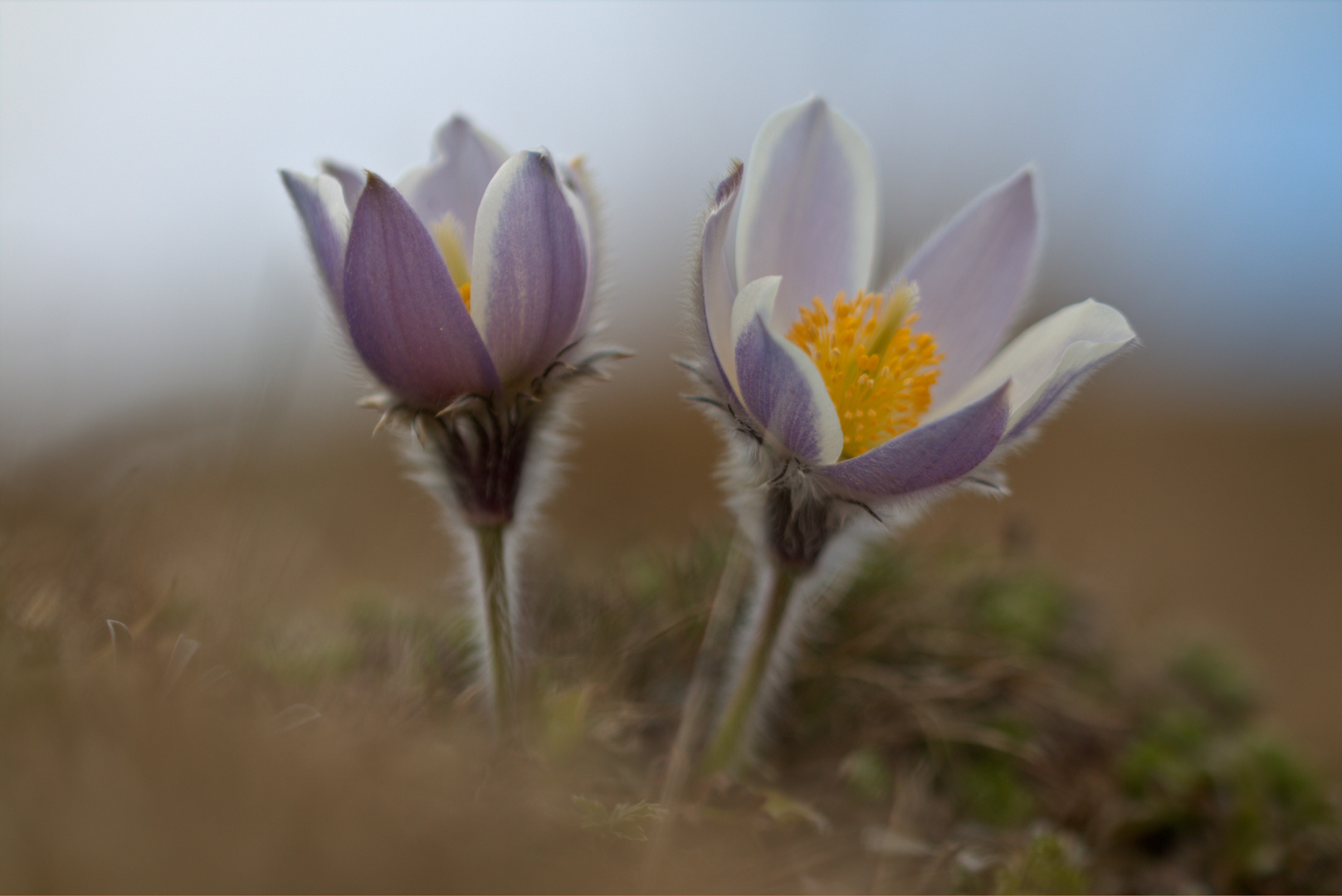 Alpenanemonen