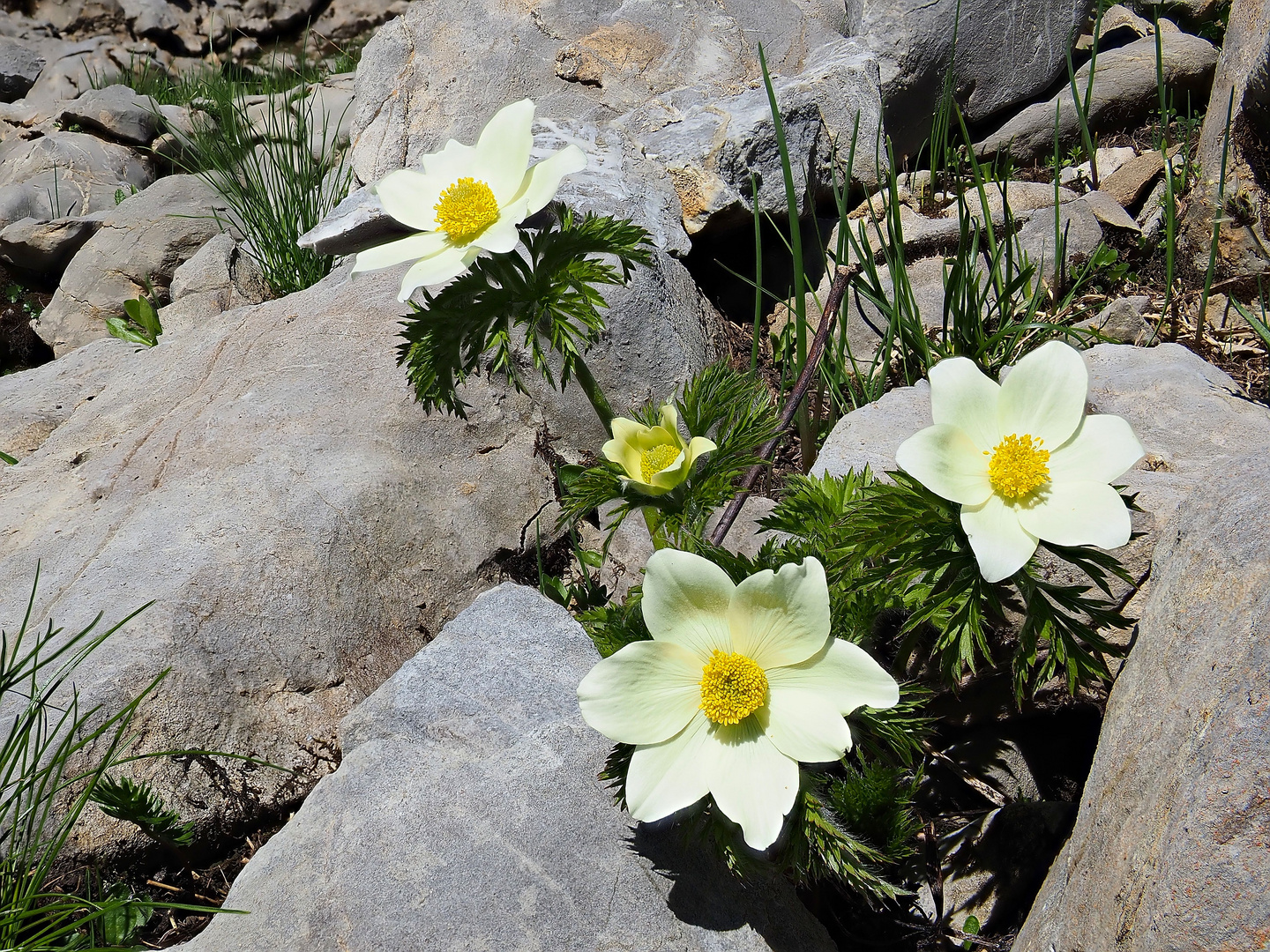 Alpenanemonen