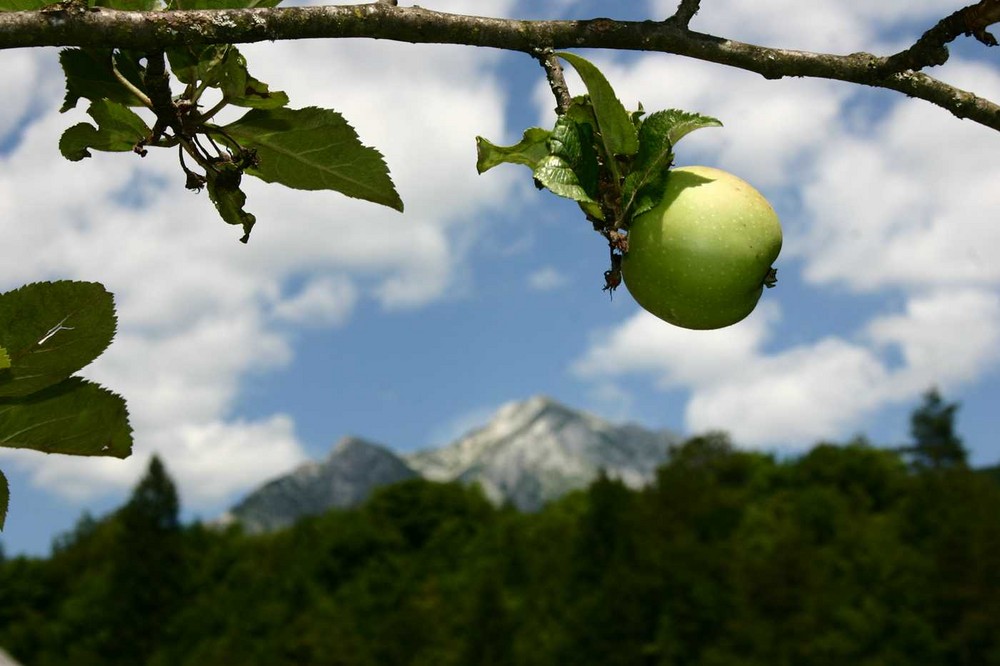 Alpenapfel