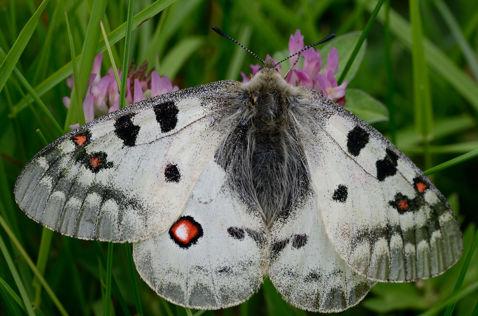 Alpenapollo