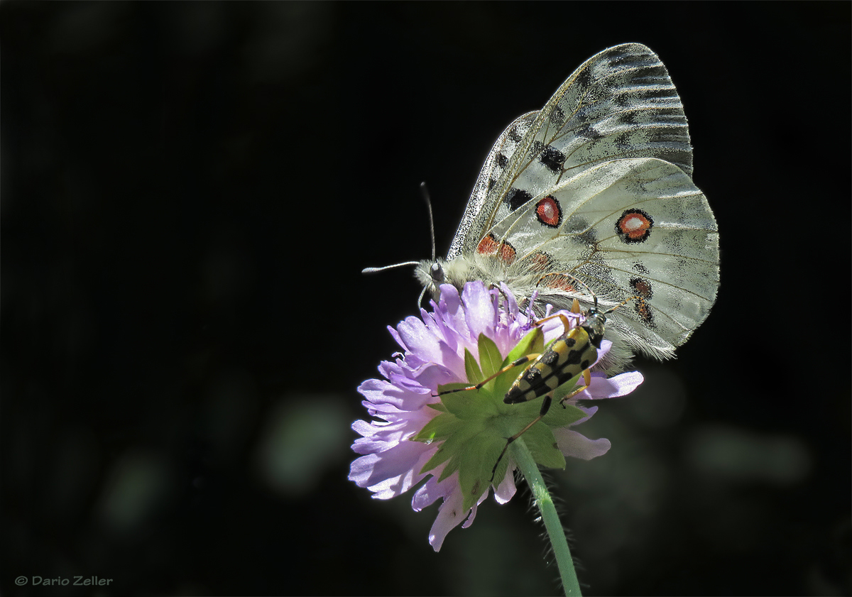 Alpenapollo