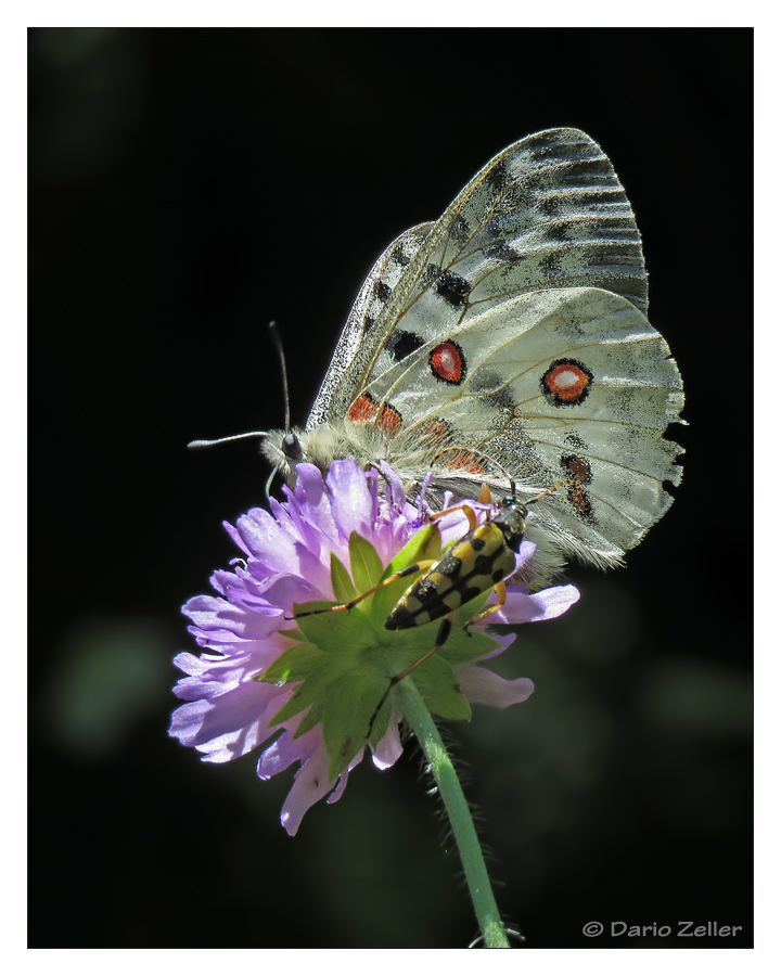 Alpenapollo