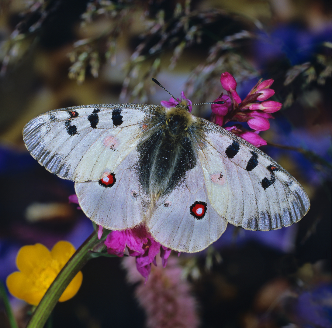 Alpenapollo, männlicher Falter, Parnassius phoebus