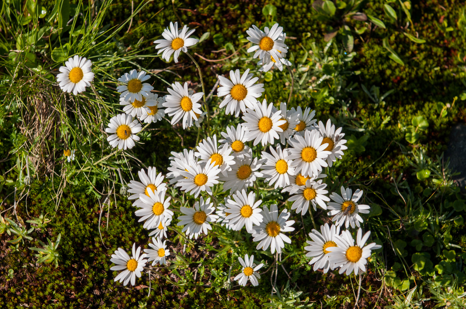 Alpenaster (Aster alpinus)