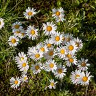 Alpenaster (Aster alpinus)