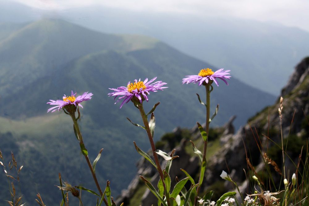 Alpenaster (Aster alpinus) - reloaded