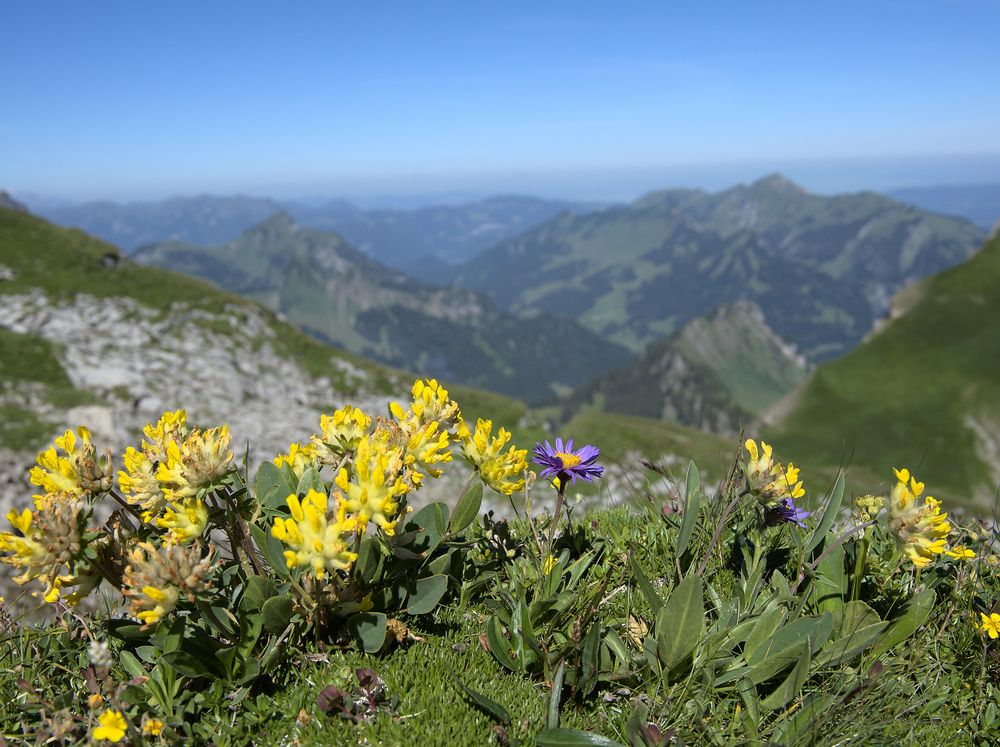 Alpenaster mit Aussicht