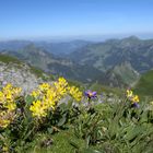 Alpenaster mit Aussicht