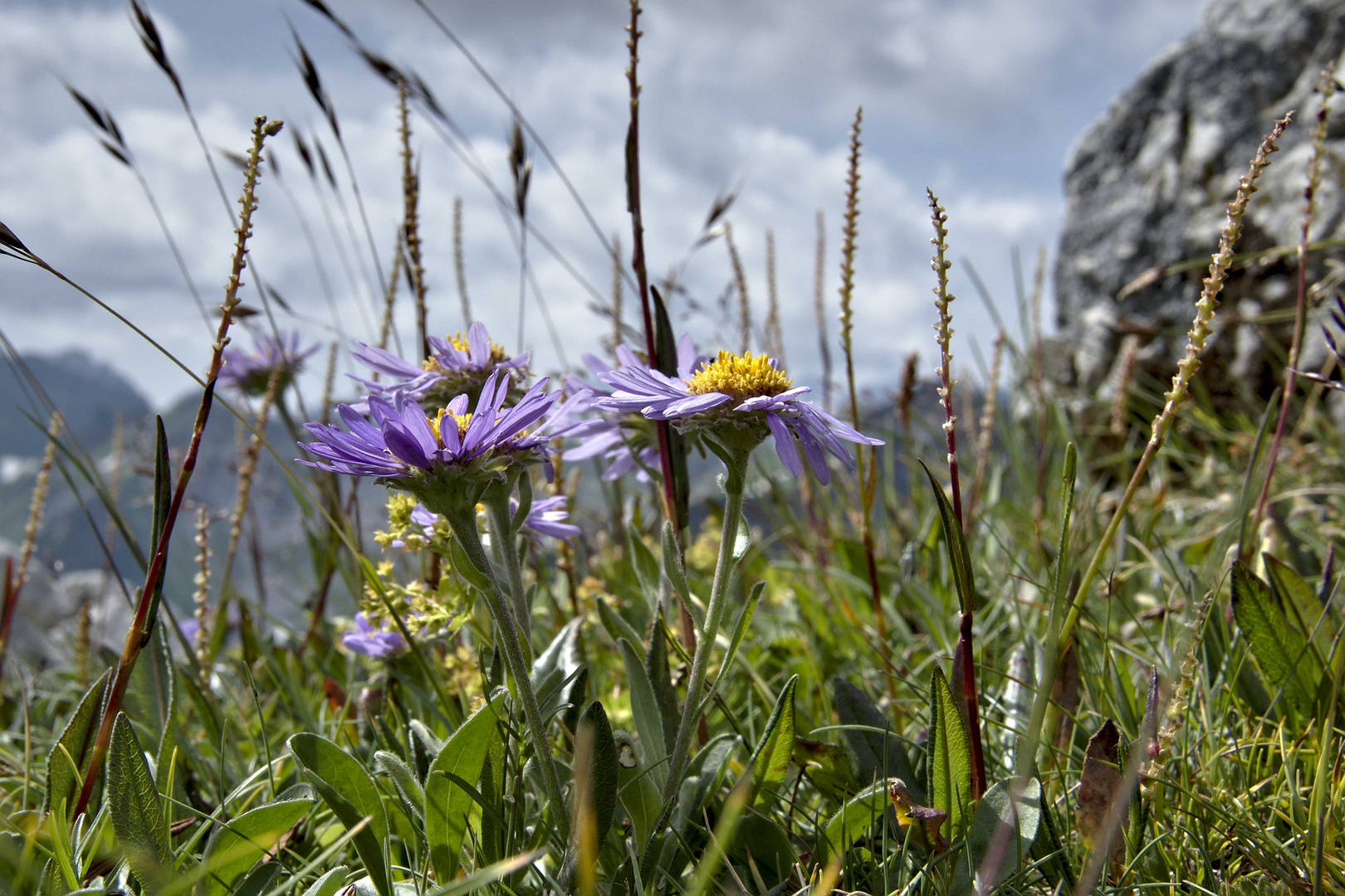 Alpenastern