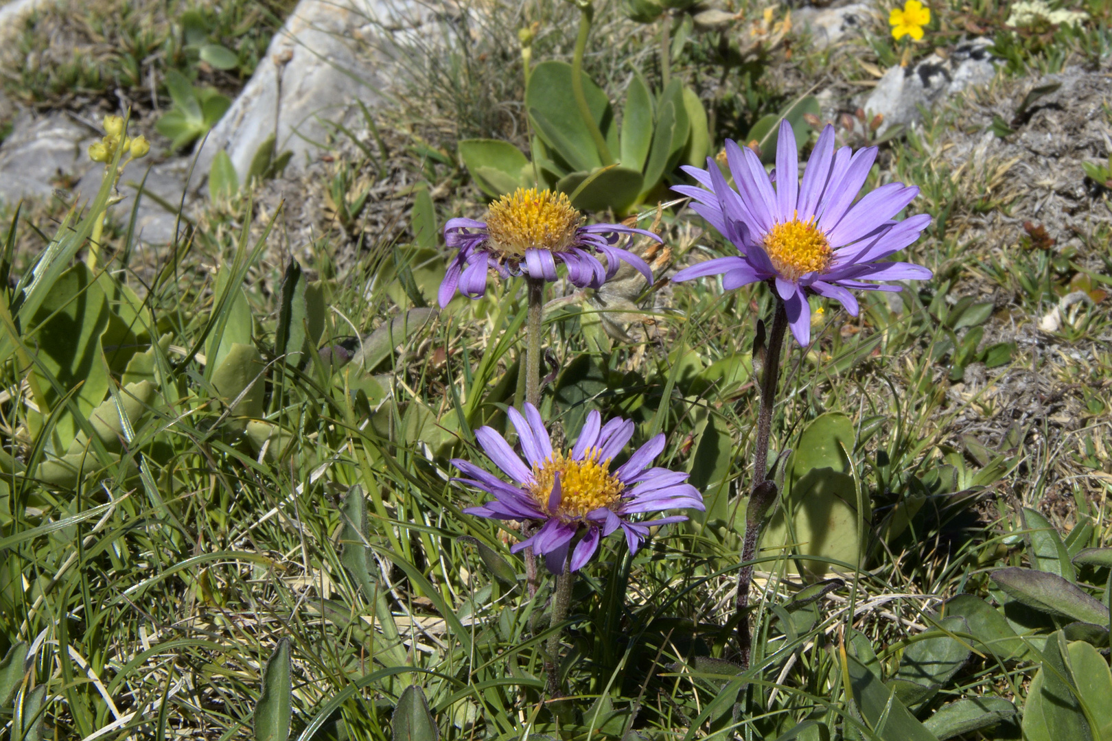 Alpenastern auf dem Hahnenkopf