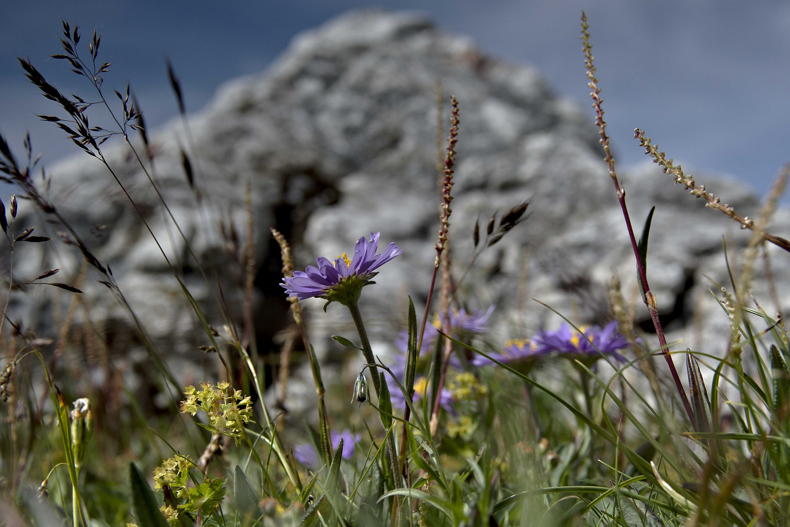 Alpenastern im natürlichen Umfeld