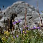 Alpenastern im natürlichen Umfeld