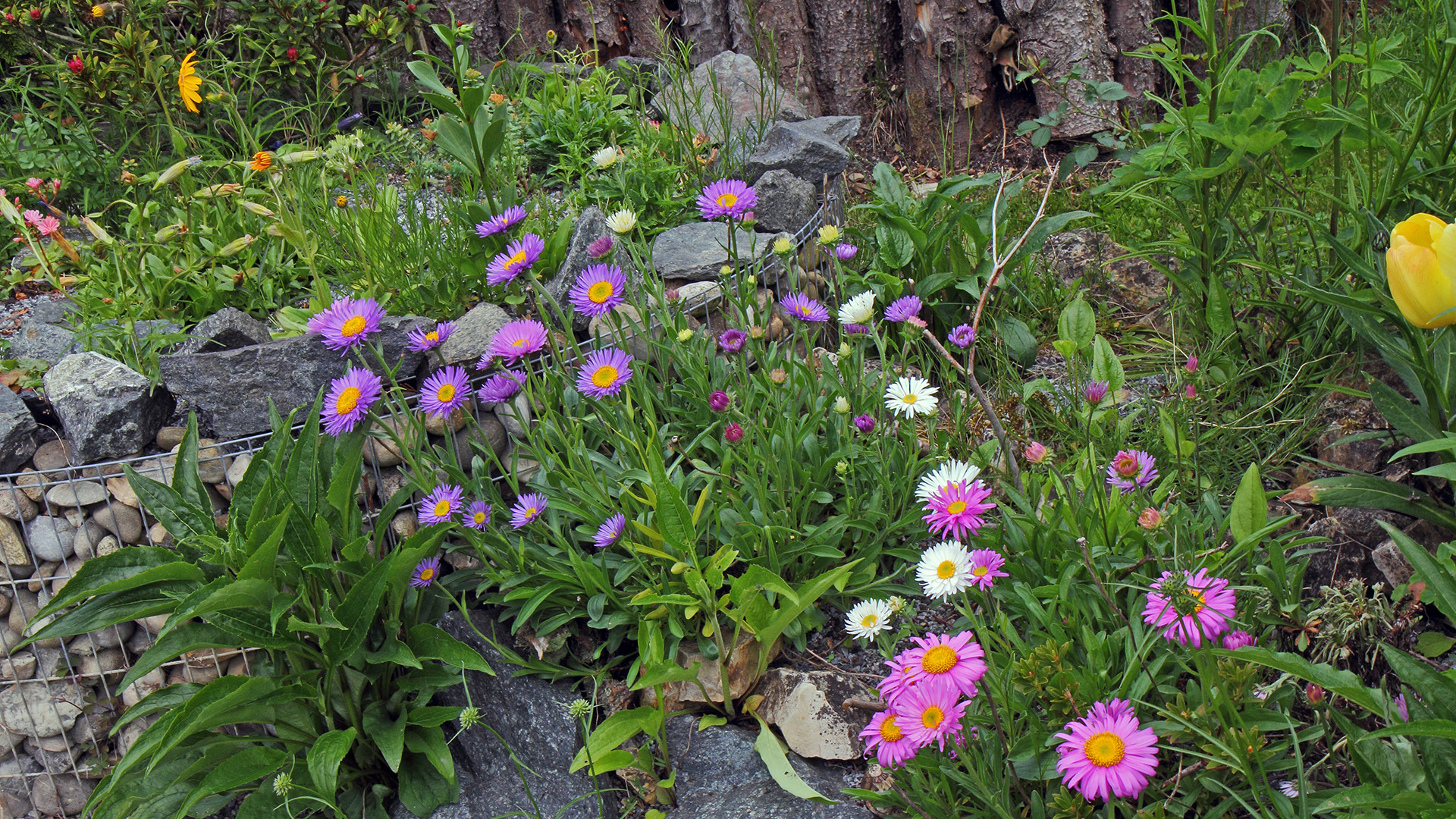 Alpenastern in drei Farben blühen zur selben Zeit auf dem Fotostandort...