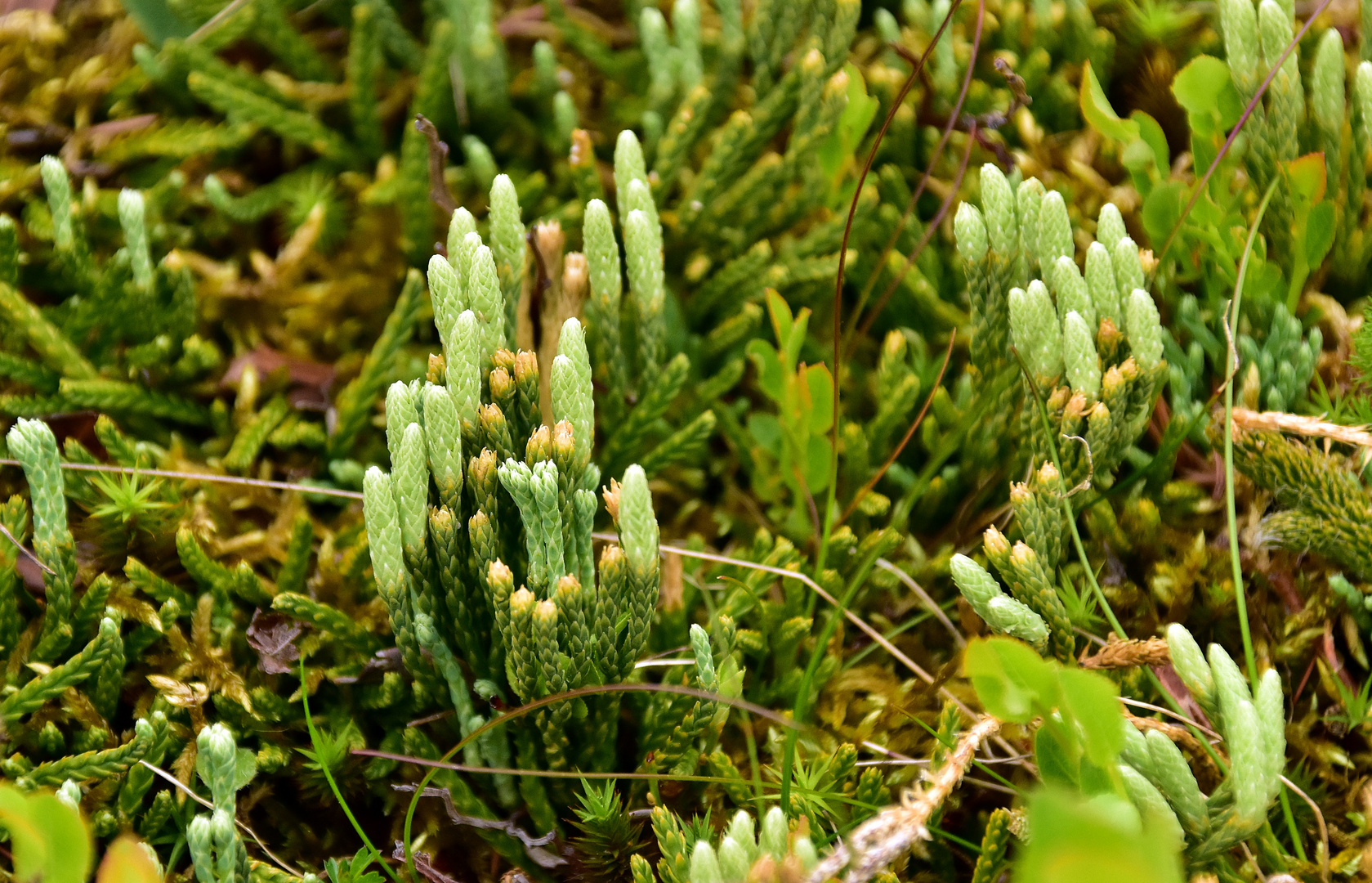 Alpenbärlapp - Schwarzwald - 2019