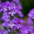 Alpenbalsam (Erinus alpinus)....