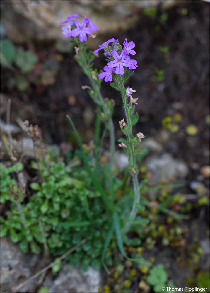 Alpenbalsam (Erinus alpinus)