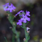 Alpenbalsam (Erinus alpinus).