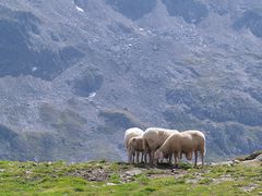 Alpenbewohner