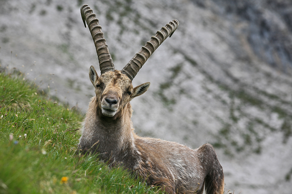 Alpenbewohner