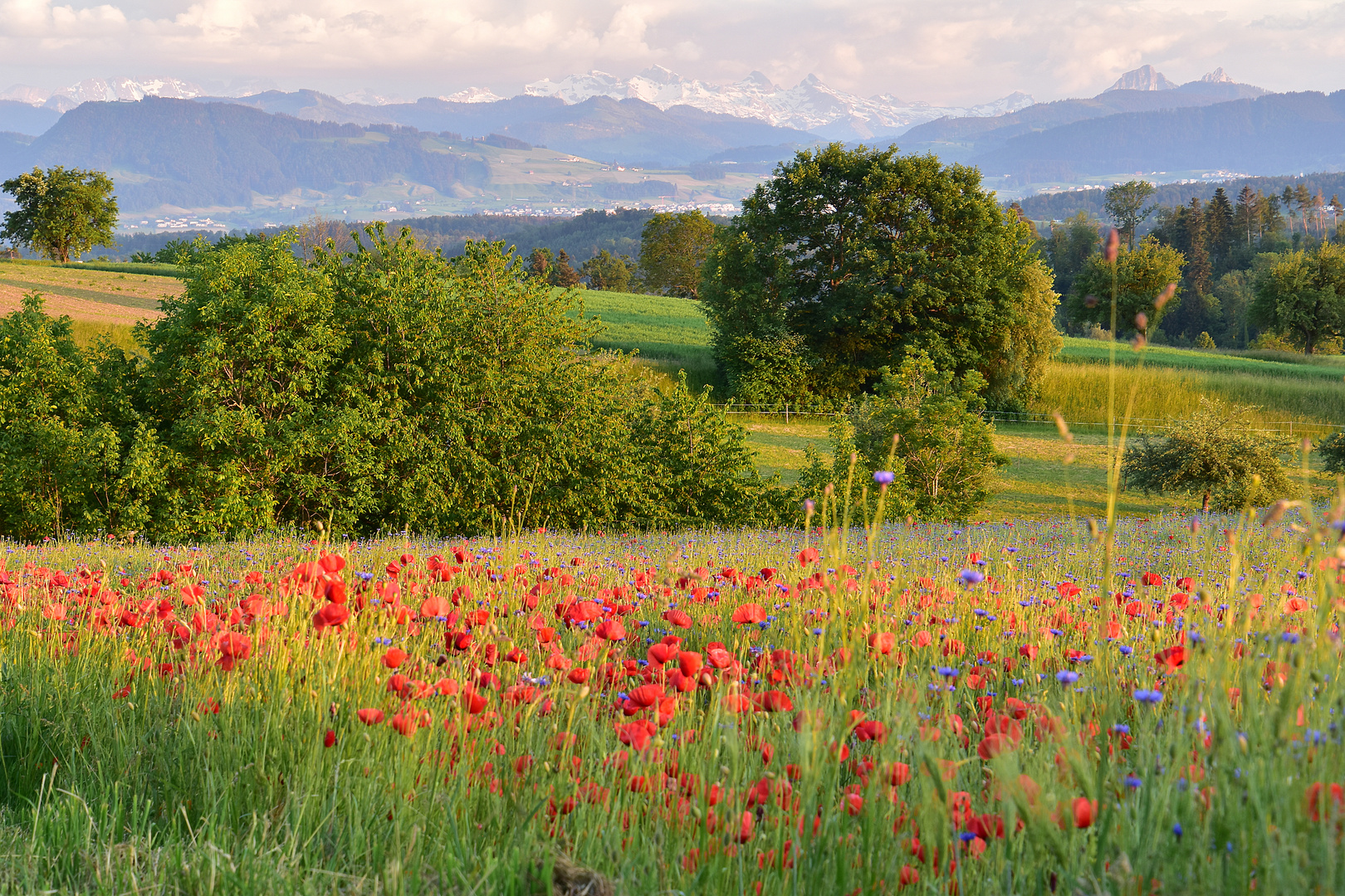 Alpenblick