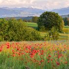 Alpenblick