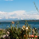 Alpenblick am Bodensee