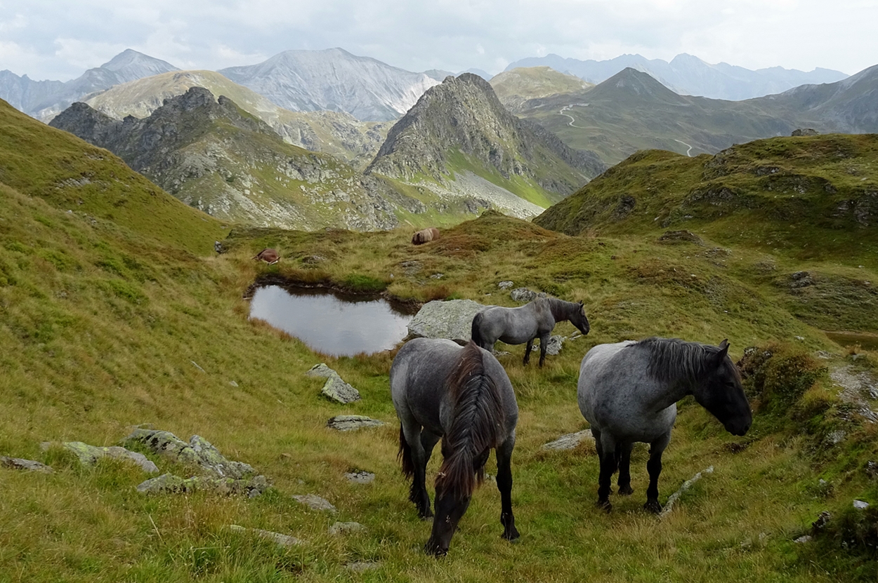 Alpenblick