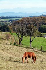 Alpenblick