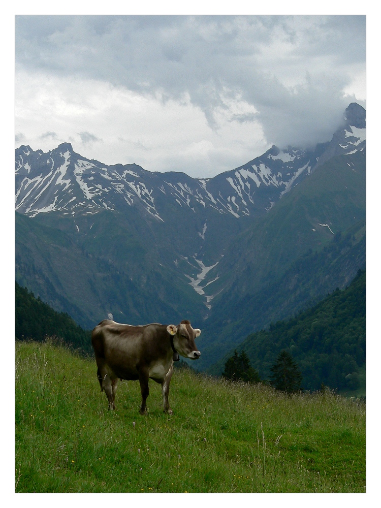 Alpenblick mit Kuh